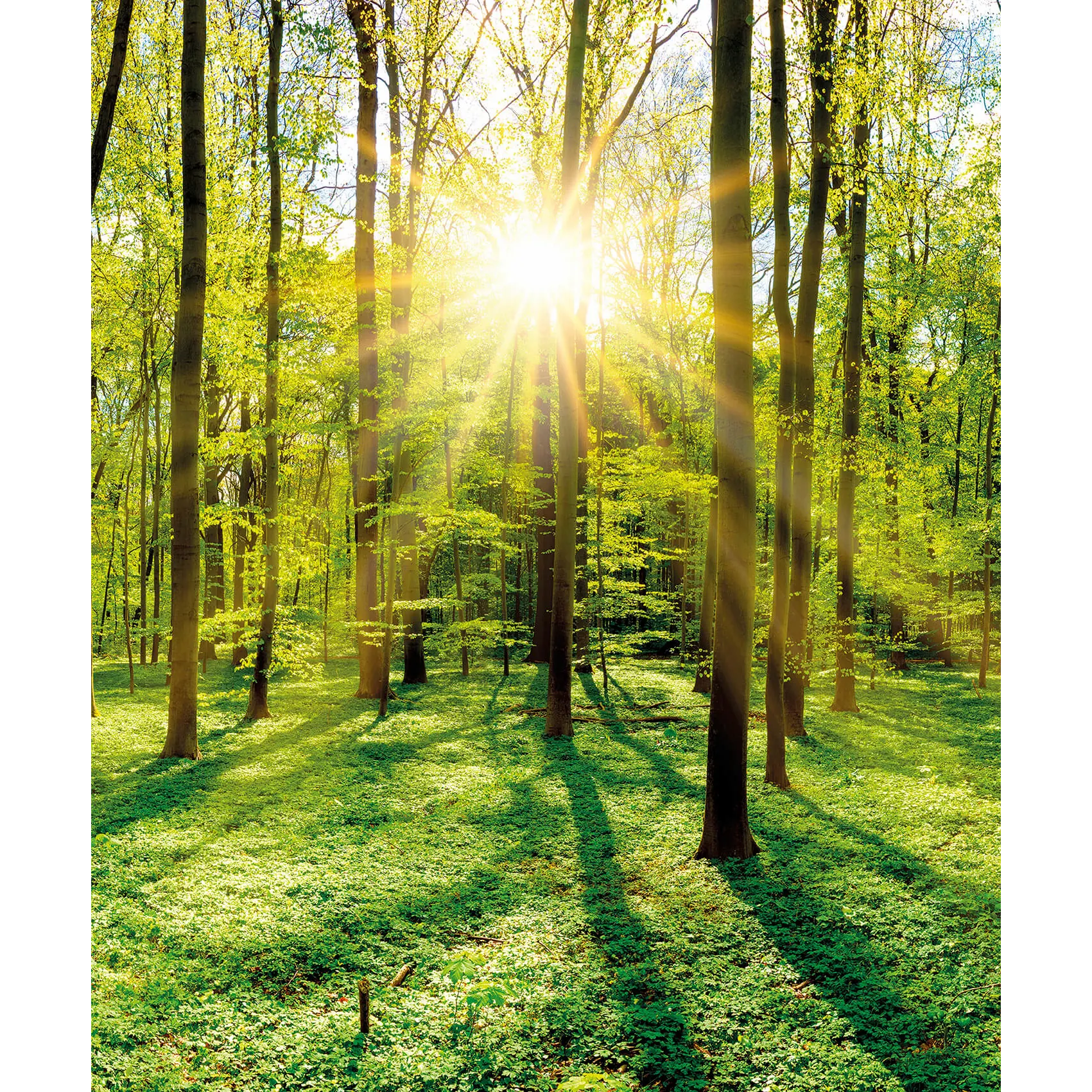 marmony® 500W Naturstein Infrarotheizung Motiv "Wald" mit Thermostat MTC-40